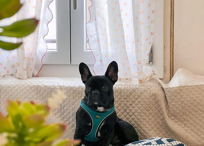 Calligher شقة بيبيوني